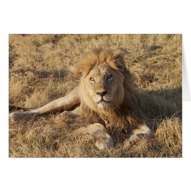 Cartão Placa de leão (Frente Horizontal)