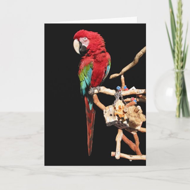 Cartão Placa de Macaw Vermelha para qualquer ocasião (Frente)