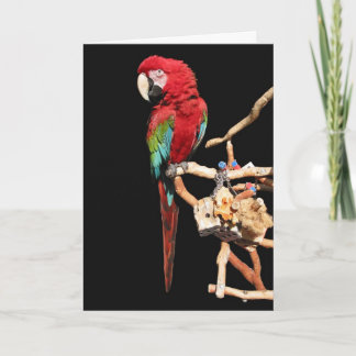 Cartão Placa de Macaw Vermelha para qualquer ocasião