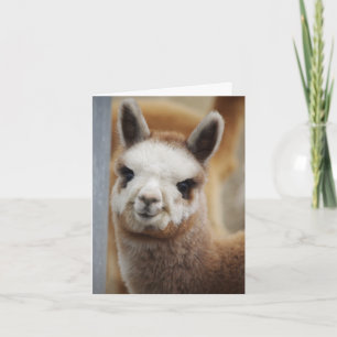 Cartão Placa de Nota Alpaca Cute