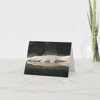 Cartão Placa de Nota de Alligador Branco