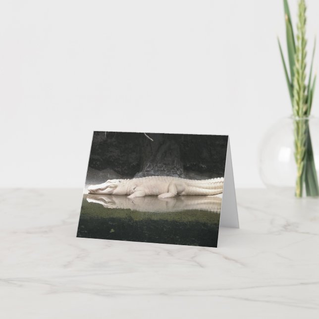 Cartão Placa de Nota de Alligador Branco (Frente)