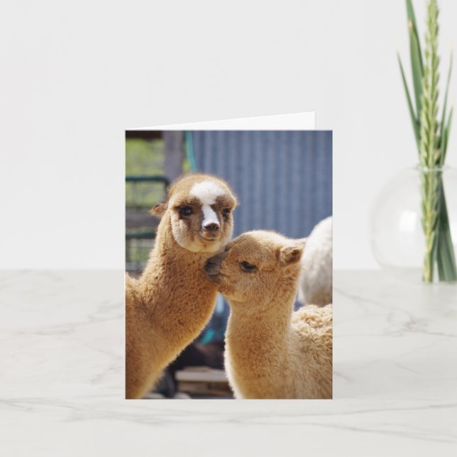 Cartão Placa de Nota de Alpacas de Corte (Frente)