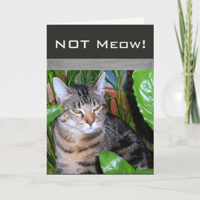 Cartão Placa de Nota de Categoria Engraçado " Not Meow" (Frente)