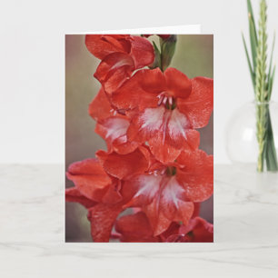 Cartão Placa de Nota de Flor de Gladiolus Vermelho e Bran