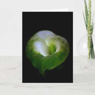 Cartão Placa de Nota de Flor Lily de Calla Branco e Verde