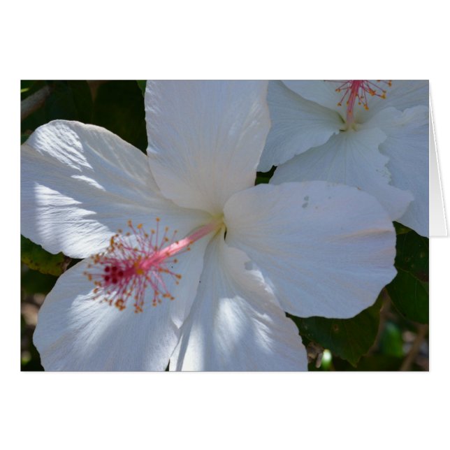 Cartão Placa de Nota de Fragrância Floral (Frente horizontal)