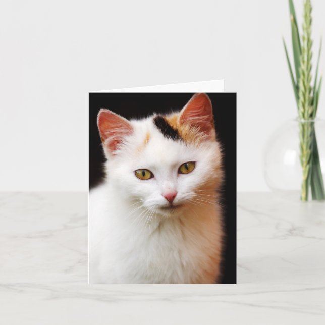 Cartão Placa de Nota de Kitten Branca (Frente)