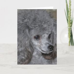 Cartão Placa de Nota de Poodle de cinza