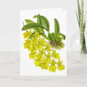 Cartão Placa de Nota de Vazio de Flor Orquídea Amarela Vi