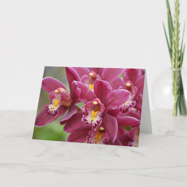 Cartão Placa de Nota de Vazio Magenta Orchids (Frente)