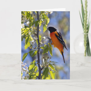 Cartão Placa de Nota do Vazio Baltimore Oriole