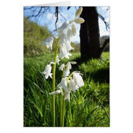 Cartão Placa de Nota do Vazio White Bluebells