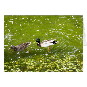 Cartão Placa de Par Pato de Pato Mallard