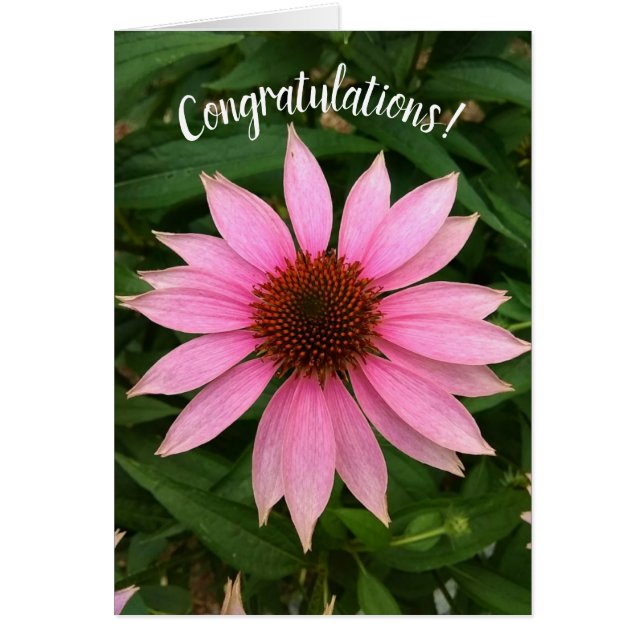 Cartão Placa de Parabéns de ConEFlower Puro Brilhante (Frente)