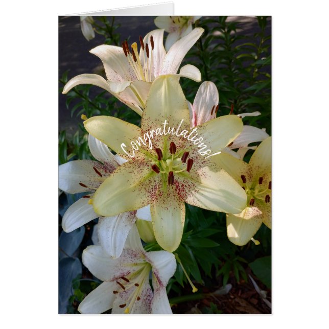 Cartão Placa de Parabéns de Flores Amarelas Espetadas (Frente)