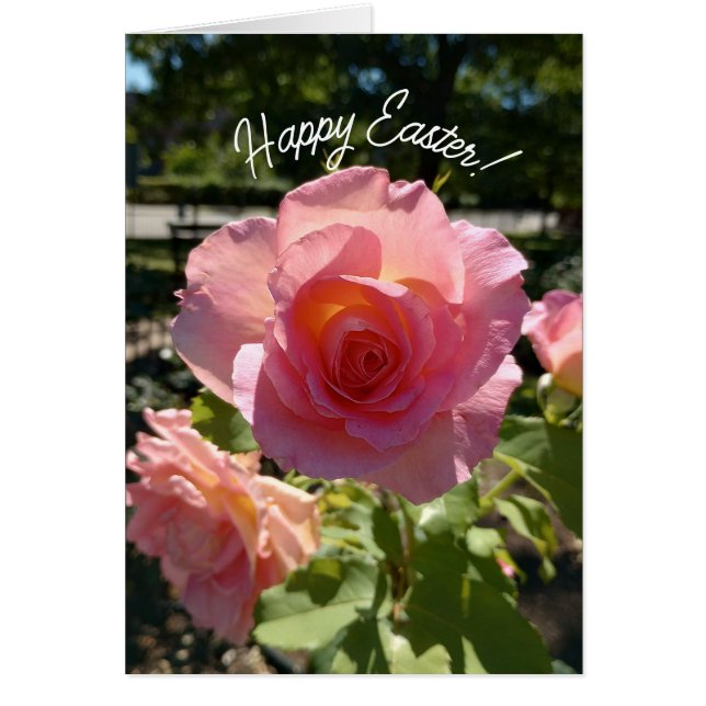 Cartão Placa de Páscoa de Rosa de chá rosa radiante (Frente)