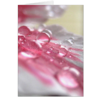 Cartão Placa de Pérolas