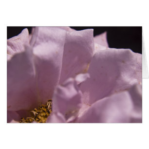 Cartão Placa de Petals Lavendar Rosa