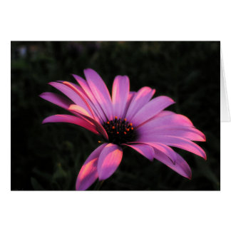 Cartão Placa de Petéquias Flores Rosa