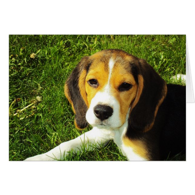 Cartão Placa de puppy Beagle (Frente Horizontal)