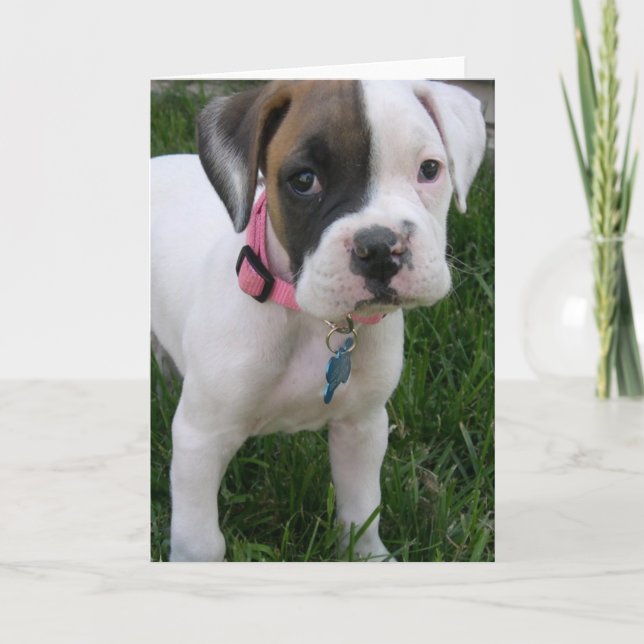 Cartão Placa de Puppy Boxer White (Frente)