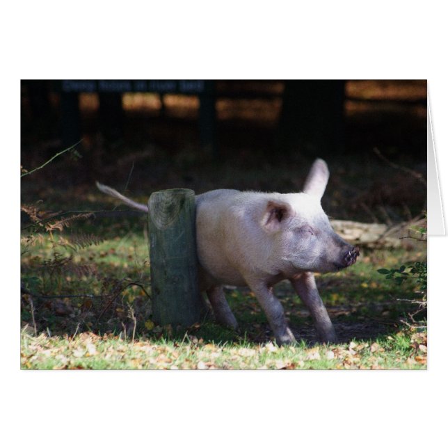 Cartão Placa de raspagem de porco (Frente Horizontal)