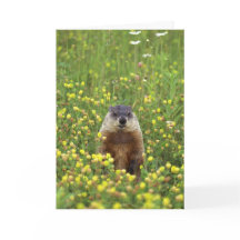 Placa de Regra Groundhogs