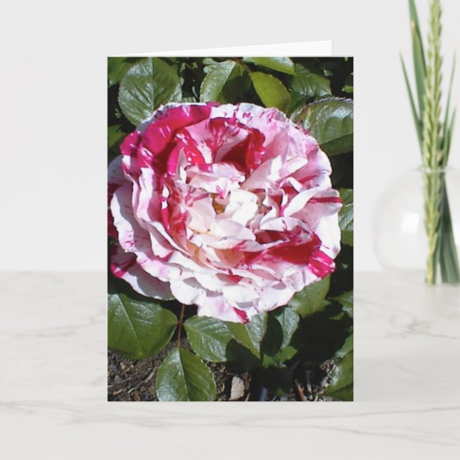 Cartão Placa de Rosa com faixa vermelha e branca (Frente)