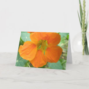 Cartão Placa de saudação bonito de Nasturtium Nasturtium