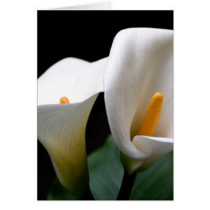 Cartão Placa de Saudação da Flor Lily White Calla