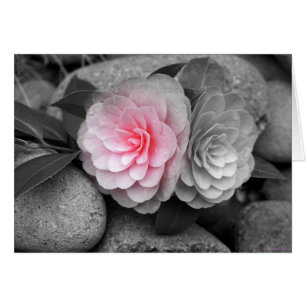 Cartão Placa de Saudação de Fotografia de Camellias Ros