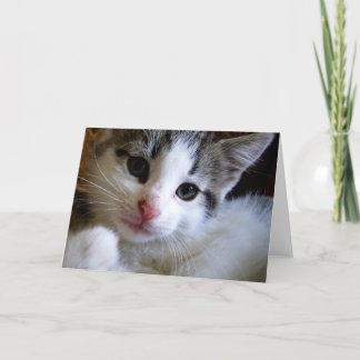 Cartão Placa de saudação de gatinho