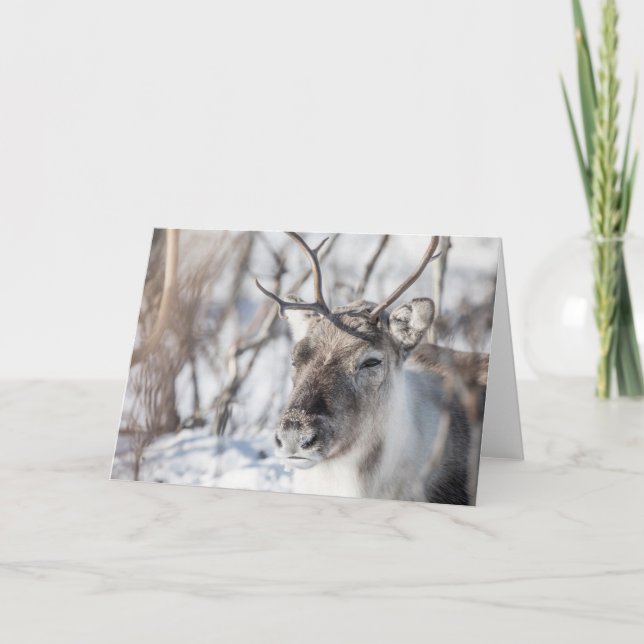 Cartão Placa de saudação de renas dobrada (Frente)