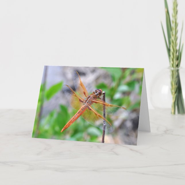 Cartão Placa de saudação de vazio com foto de Dragonfly (Frente)