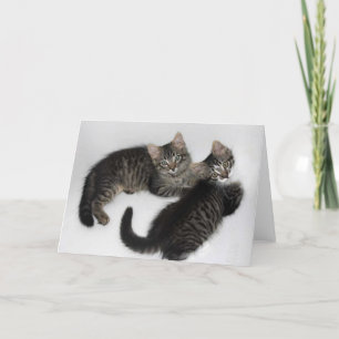 Cartão Placa de saudação de Vazio de dois gatinhos resgat