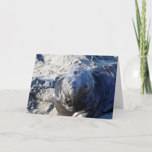 Cartão Placa de saudação do vazio com vara de foca (Frente)
