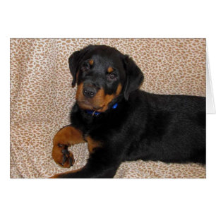 Cartão Placa de saudação do Vazio de puppy Rottweiler