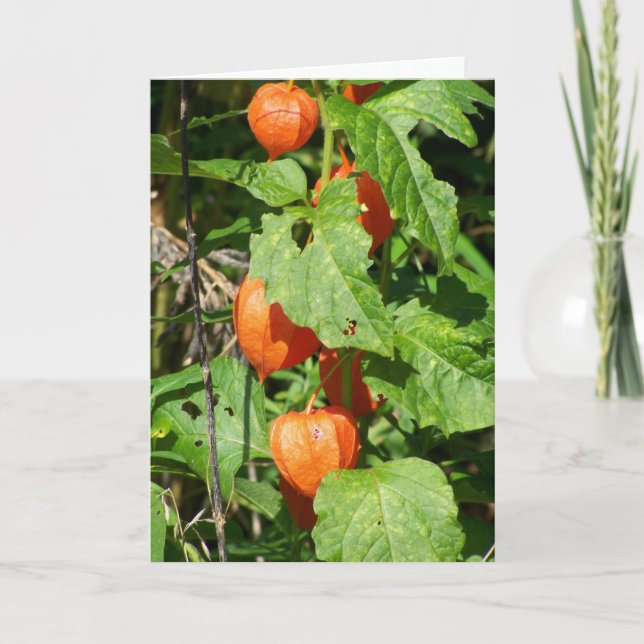 Cartão Placa de Saudação dos Lanternas Japoneses (dentro  (Frente)