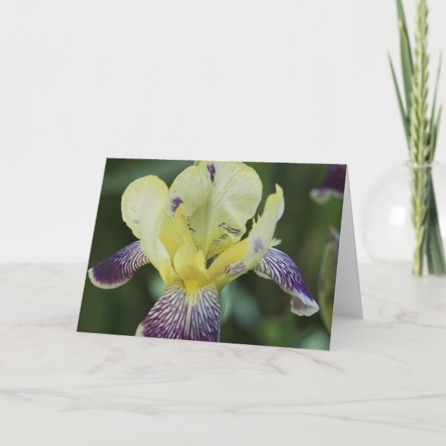 Cartão Placa de Saudação Orquídea Rara (Frente)