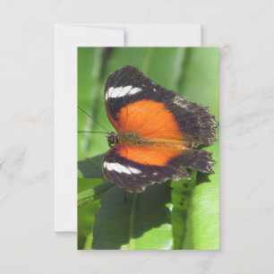 Cartão Placa de saudação plana da borboleta tropical