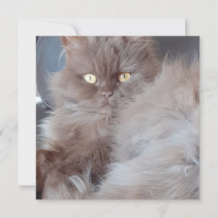 Cartão Placa de saudação plana para Cat fofinho