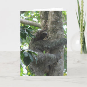 Cartão Placa de Saudação Sloth Subindo