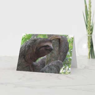 Cartão Placa de Saudação Sloth Subindo Árvore