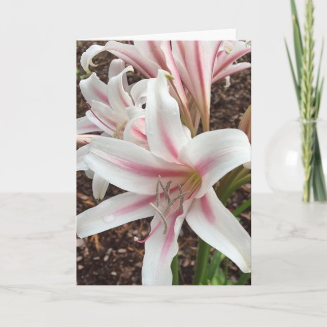 Cartão placa de saudação springtime nº 2 (dentro de vazio (Frente)