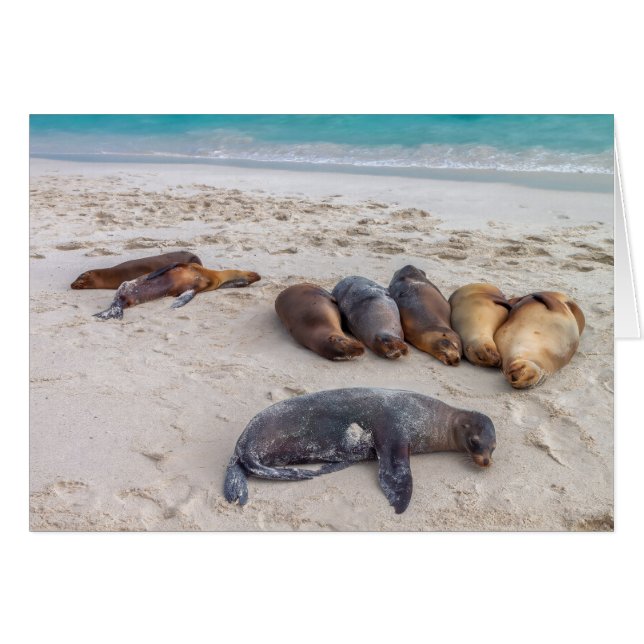 Cartão Placa de selo (Frente Horizontal)