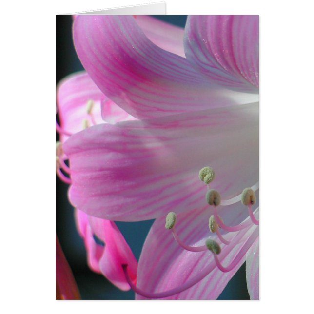 Cartão Placa de substituição rosa (Frente)