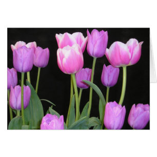 Cartão Placa de Tulipas Rosa