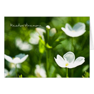 Cartão Placa de Vazio Anemone Meadow