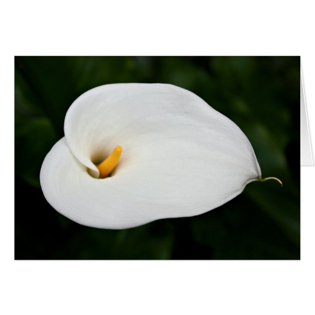 Cartão Placa de Vazio 'Calla Lily' (Frente Horizontal)